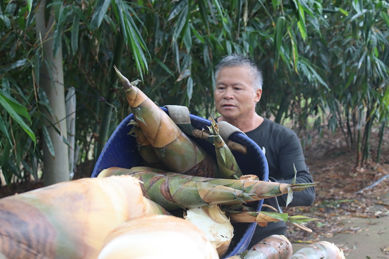 麻竹笋装车 黄洁雯 摄.jpg