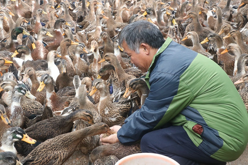 基地里的养殖工人给鸭子喂食 王丽霞 摄.jpg