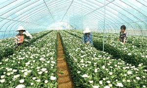 洛阳市偃师区：菊花飘香产业兴