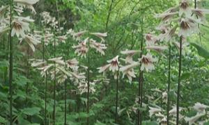 嵩县第三届大叶百合文化艺术节举行