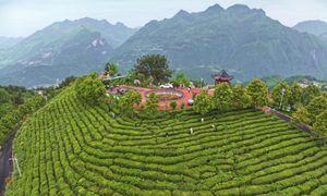湖北巴东：好山好水出好茶