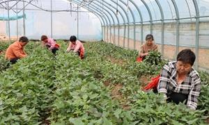 汝阳柏树镇：小薯苗撬动大产业