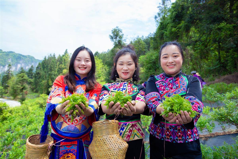 游客身着民族服装采摘藤茶。(受访单位供图).jpg 游客身着民族服装采摘藤茶。(受访单位供图).jpg