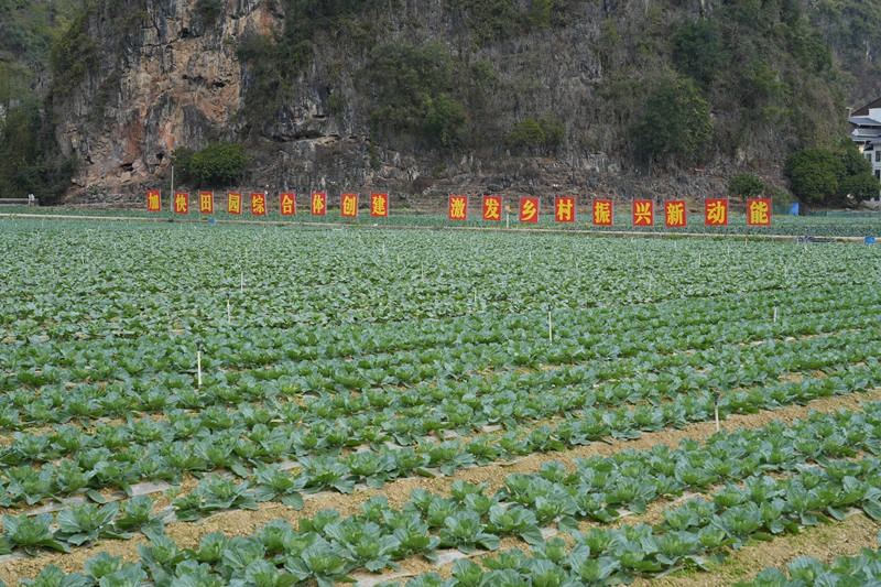 广西河池巴马瑶族自治县“寿源”田园综合体蔬菜基地（中共巴马瑶族自治县委员会宣传部供图）.jpg