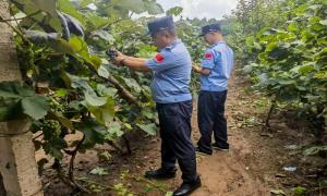 初秋丰收,警民同心采摘风景如画