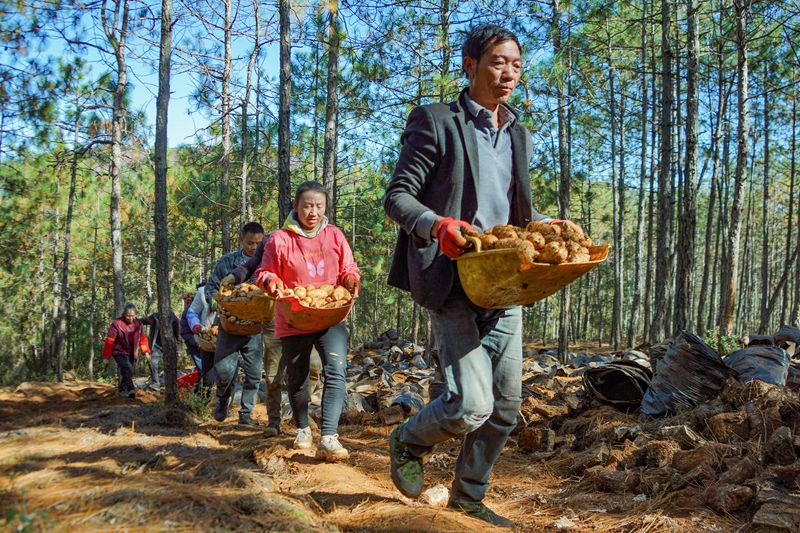 在威宁自治县哲觉镇公平村林下天麻种植基地，务工群众在转运刚采收的天麻。（赵庆能  摄）.jpg