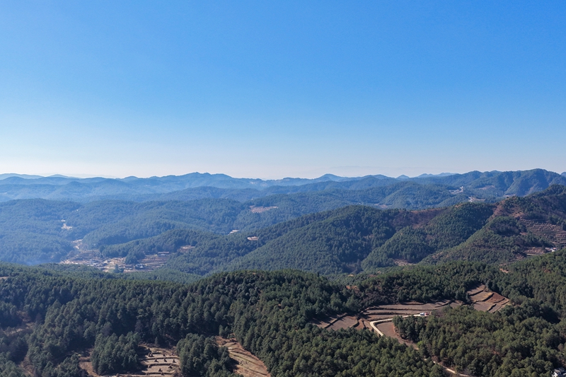 威宁自治县哲觉镇林海一角。（卯升林 摄）.jpg