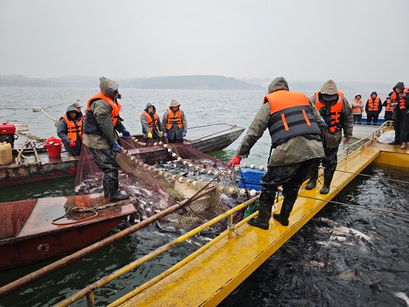 捕捞队员赶鱼进船 吉小平摄.jpg