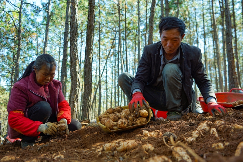 在威宁自治县哲觉镇公平村林下天麻种植基地，务工群众在采收天麻。（卯升林 摄）.jpg