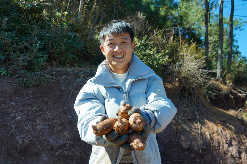 在威宁自治县哲觉镇大桥村林下天麻种植基地，种植大户在展示刚采收的天麻。（卯升林  摄）.jpg