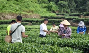 走马镇：“调解+”轻抚八年“心茧” 奏响乡村振兴平安和弦
