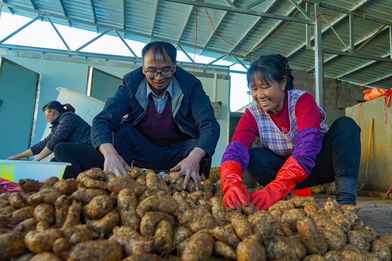 在威宁自治县哲觉镇天麻加工基地，务工群众和种植大户在分拣刚采收的天麻。（卯升林  摄）.jpg