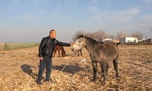 呼图壁县石梯子哈萨克族乡：一口马肉香 牧区铺富路