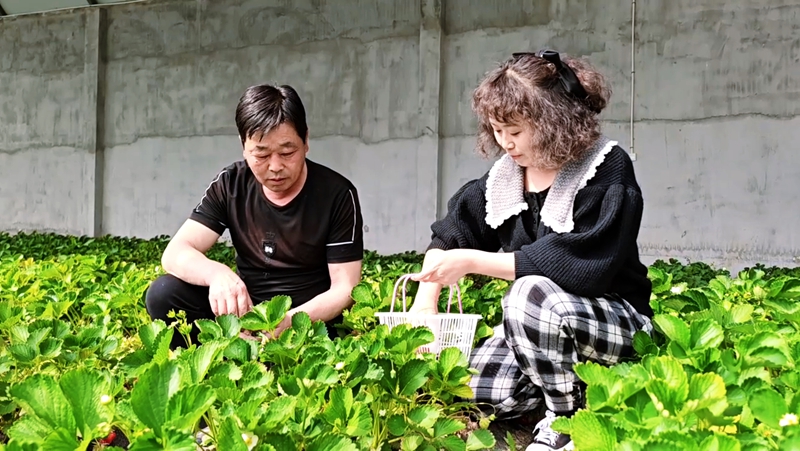 朱德兵（左）向游客介绍草莓品种。林云 摄.jpg