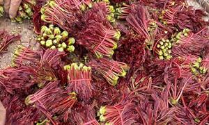 文化铸魂 产业赋能 农村文明传播与农业振兴的双向奔赴