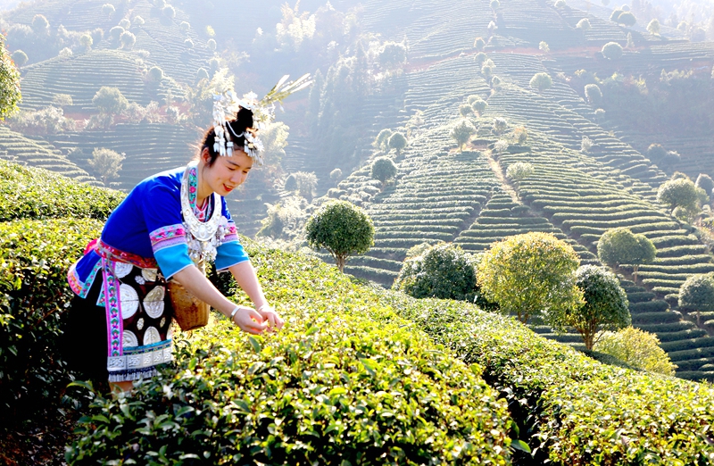 三江生态种植茶基地，姑娘正在采茶（邓蕾雅摄）.jpg