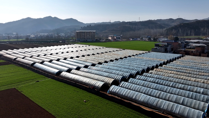 羊肚菌等菌种和种植大棚 (1) 贾元皓摄.jpg