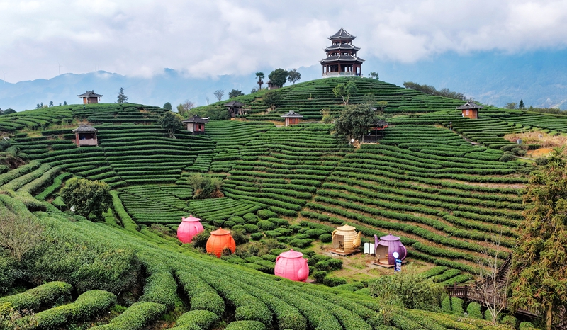 三江侗族自治县八江镇布央村仙人山茶园（龚普康 摄）.jpg