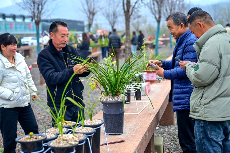 兰花交易会现场 (2) 赵明辰摄.jpg