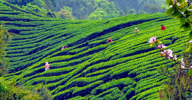 昭平县大脑山高山生态茶园采春茶（喻相泉摄）.jpg