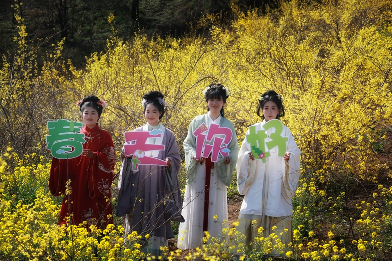 游客身着汉服在连翘花田游玩 嵩宣供图 (4).jpg