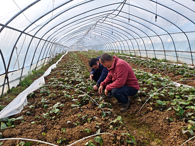 来安农商银行七里支行客户经理实地走访紫薯种植基地 李晓婉摄.jpg
