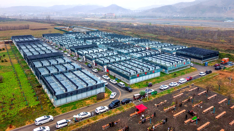 伏牛山兰花产业园 赵明辰摄.jpg