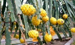 2026广西南宁特色水果产地溯源考察活动成功举办