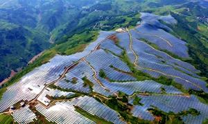 贵州威宁:乌蒙春潮涌 “链”上产业“新”