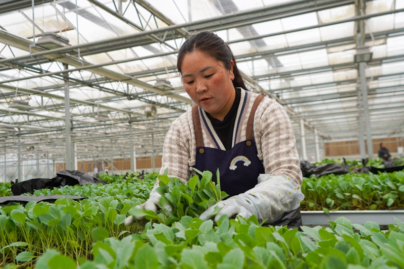在威宁江楠育苗中心，务工群众在打包待运的菜苗1.jpg