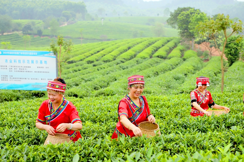 茶农在灵山县陆屋镇茗桂茶叶种植基地采茶（邓蕾雅  摄）.jpg