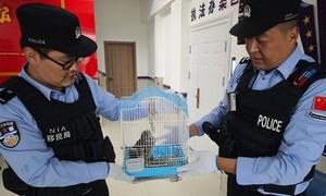 雏隼坠巢陷险境 警民联动护生灵