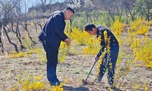 曹家垣乡：用苦连翘换百姓日子甜