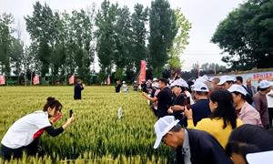 山西新绛：400人田间见证“瑞恒”小麦良种“硬实力”