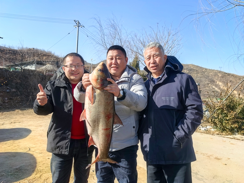促进会扶持平山县北杏元村杏林苑农场的鱼塘获得大丰收.jpg