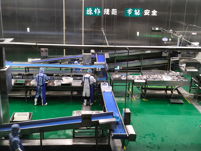 广西农垦明阳垦小鲜食品加工厂，工人正在加工鲜鱼 (1).jpg