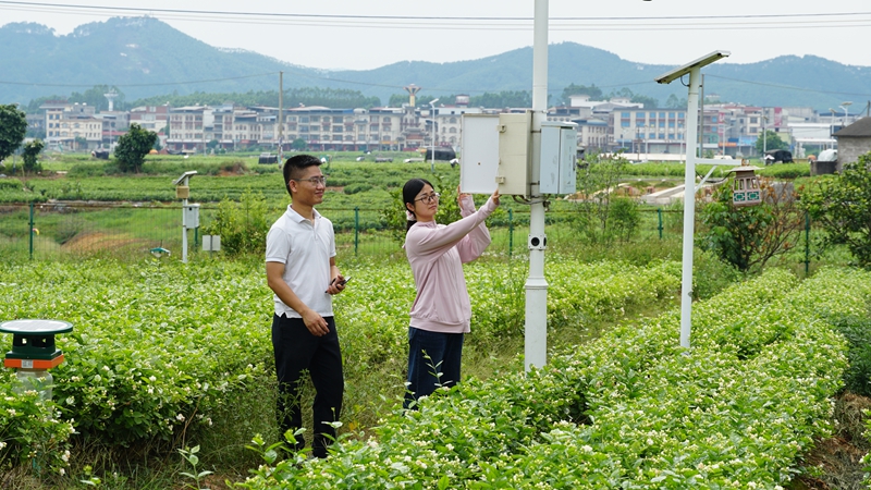 6月11日，在横州市现代农业产业园茉莉花生产数字化试点基地，农技人员仔细检查智能监测设备运行情况.JPG