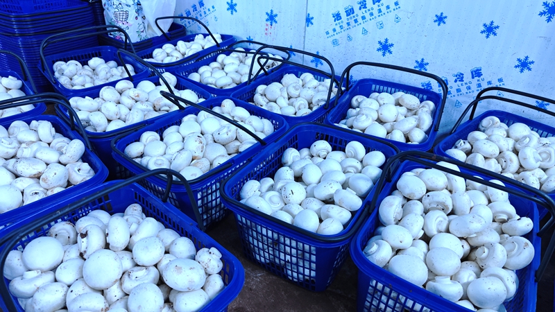 采摘好的双孢菇.jpg