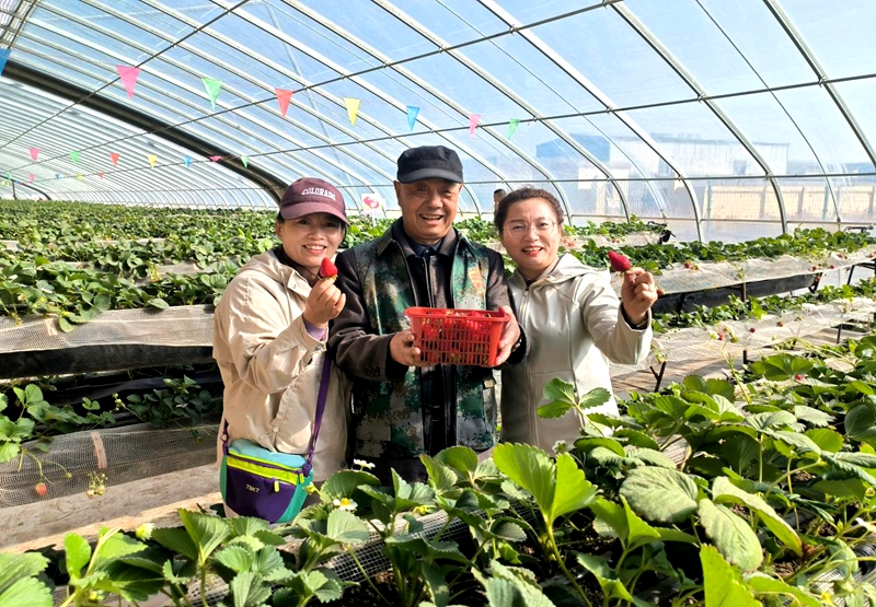 2026年3月5日  拍摄地点：司家桥村休闲观光农业采摘园与兴庆区银古路街道丽水社区开展共筑共建草莓采摘活动.jpg