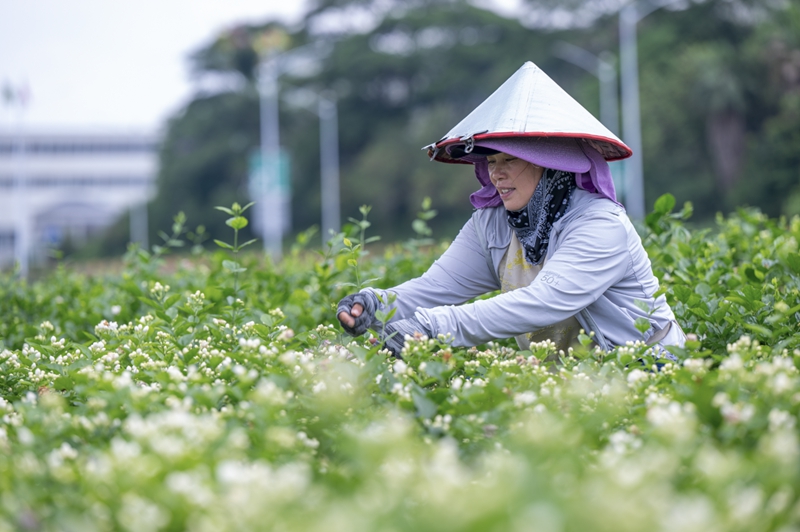 何华文 摄影 6月11日，花农在中华茉莉园采摘茉莉花.jpg
