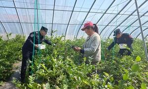 “蓝莓警务”浇灌边疆致富果