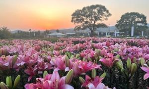 六十载芳韵漫凌源 一朵花点亮振兴路