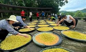 第28届中国国际花卉园艺展览会桂花系列三大品牌发布