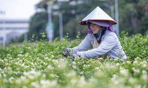 AI赋能茉莉：一朵花“智”富一座城