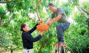 李家凹社区：邙山脚下桃飘香 特色产业兴乡村