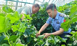 助力瓜果丰收 践行为民初心