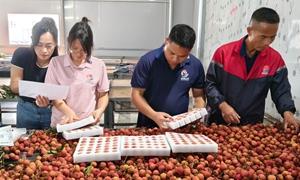 灵山荔枝红 AI成了新“果农”