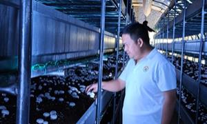 小菌菇撑起“致富伞” 好产业铺就振兴路