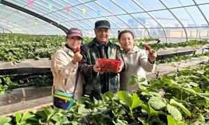 银川郊外的“田园客厅”：司家桥村把“颜值”变“产值”