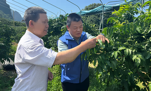 广西乡村科技特派员田间“出诊” 八桂科技滋养特色果业